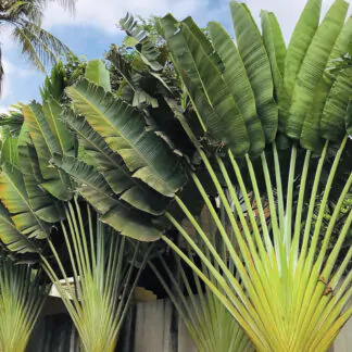 seminka Ravenala madagascariensis pokojovky ze semen pokojove rostliny