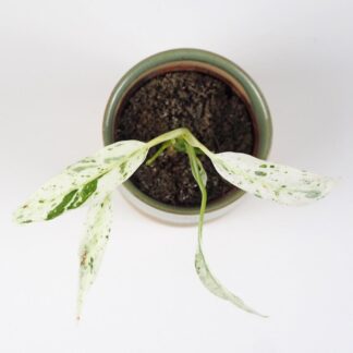 Rhaphidophora puberula variegata panasovana pokojova rostlina plantizia