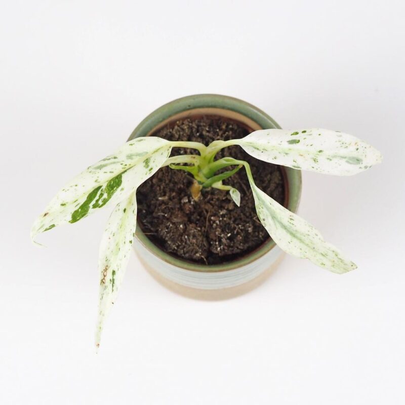 Rhaphidophora puberula variegata panasovana pokojova rostlina plantizia