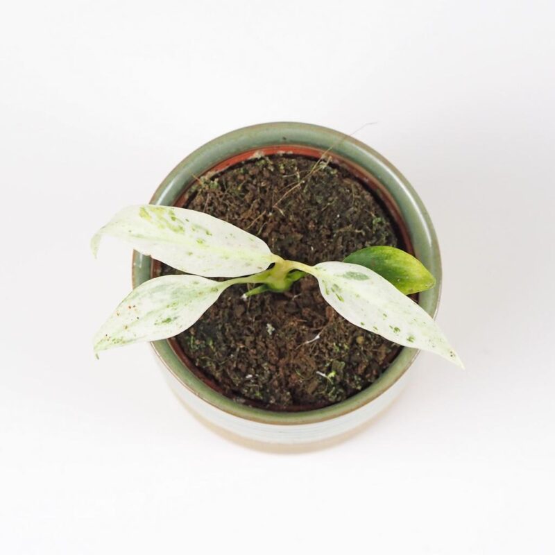 Rhaphidophora puberula variegata panasovana pokojova rostlina plantizia