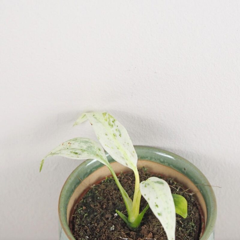 Rhaphidophora puberula variegata panasovana pokojova rostlina plantizia