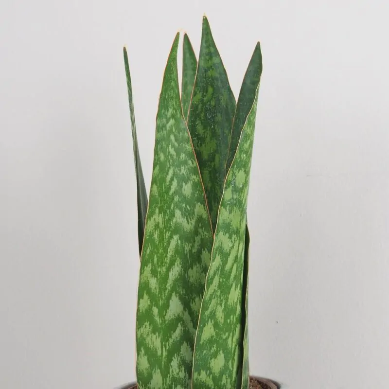 Sansevieria jamaiquina Queen plantizia pokojovky pokojova rostlina