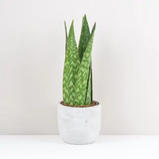 Sansevieria jamaiquina Queen plantizia pokojovky pokojova rostlina