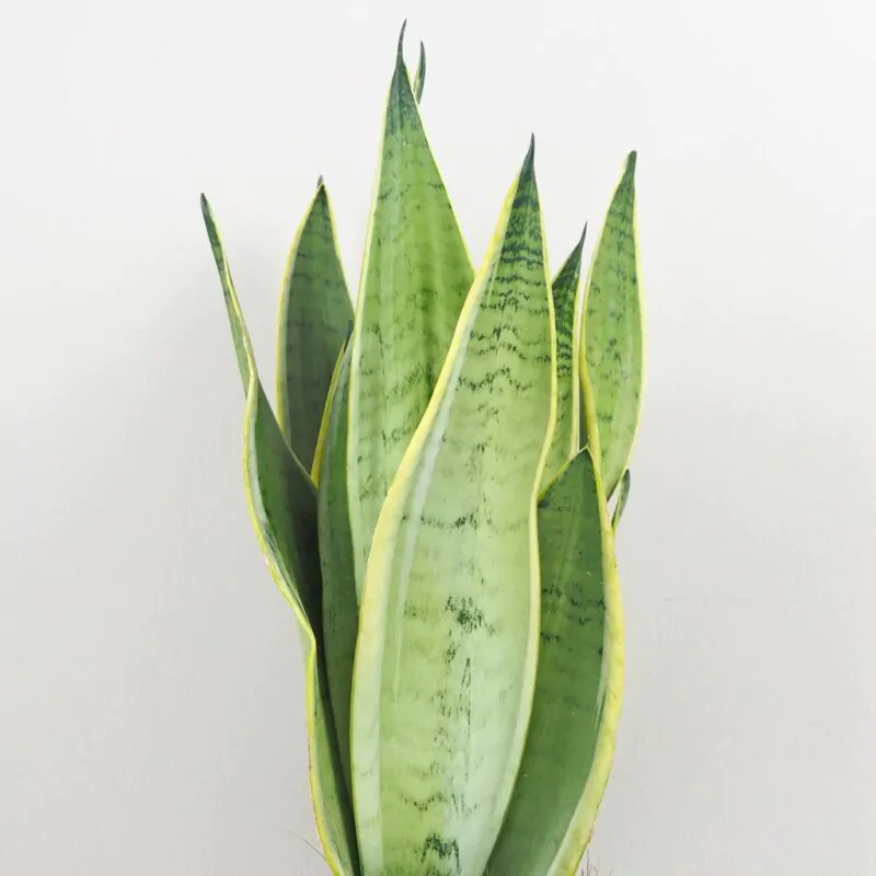 Sansevieria trifasciata Snow White nenarocna pokojovka pokojova rostlina