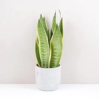 Sansevieria trifasciata Snow White nenarocna pokojovka pokojova rostlina
