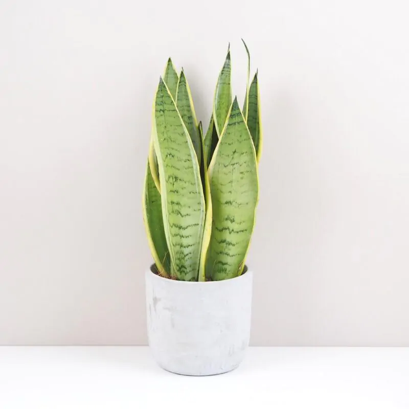 Sansevieria trifasciata Snow White nenarocna pokojovka pokojova rostlina