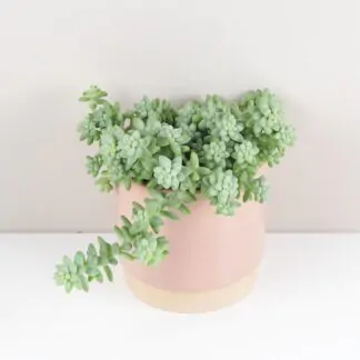 Sedum burrito sukulent pokojova rostlina
