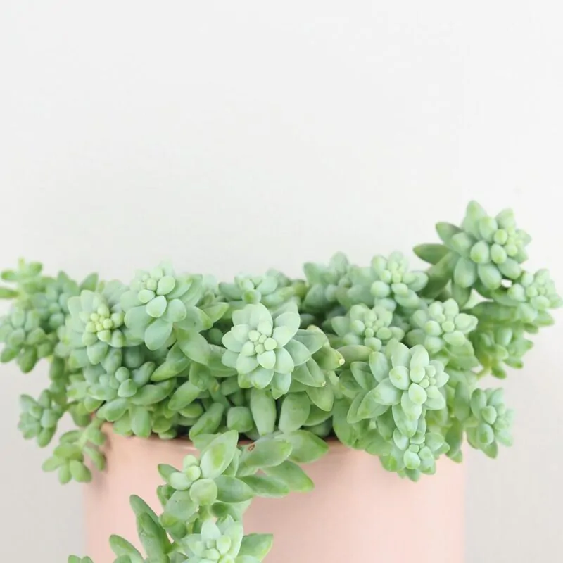 Sedum burrito sukulent pokojova rostlina