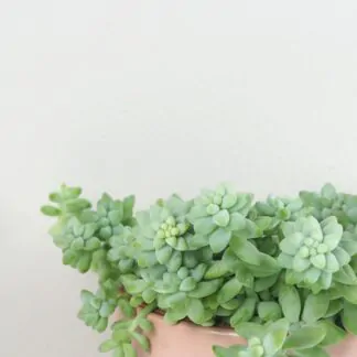 Sedum burrito sukulent pokojova rostlina