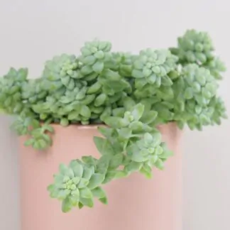Sedum burrito sukulent pokojova rostlina