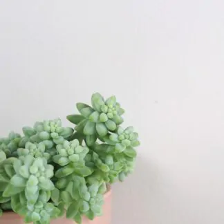 Sedum burrito sukulent pokojova rostlina