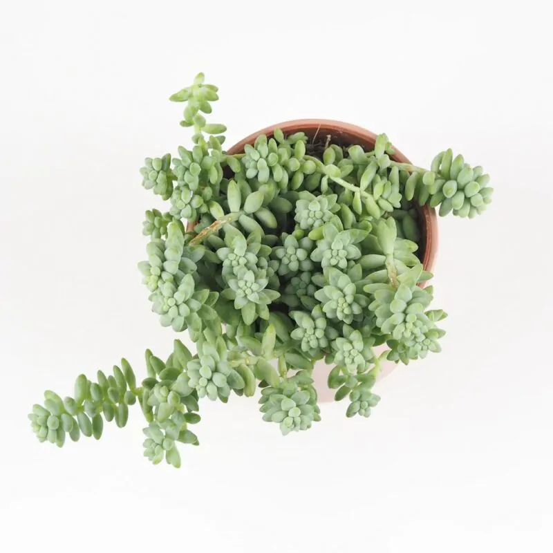 Sedum burrito sukulent pokojova rostlina