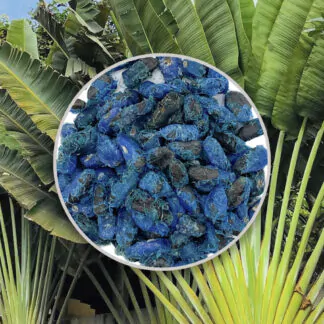 seminka Ravenala madagascariensis pokojovky ze semen pokojove rostliny plantizia