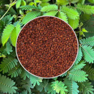 seminka citlivka mimosa pudica ze semen stydlivka pokojovky