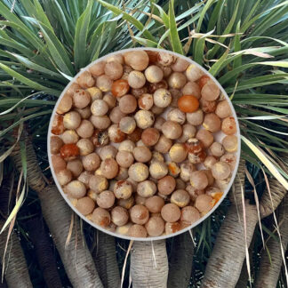 seminka dracaena draco draci strom ze semen pokojove rostliny semena