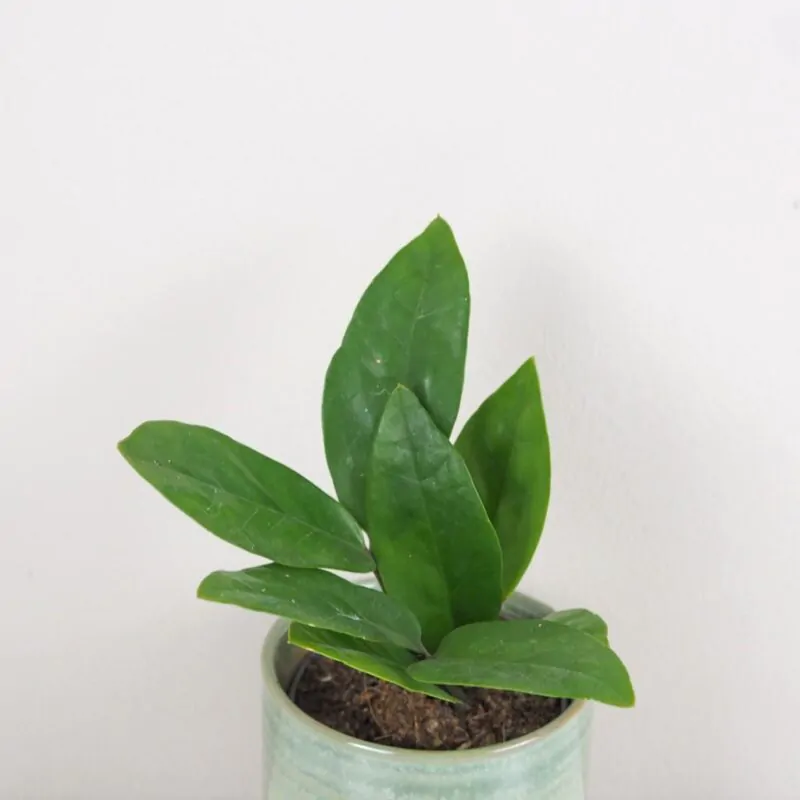 Zamioculcas zamiifolia maly nenarocna pokojova rostlina pokojovka