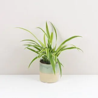 zelenec chlorophytum comosum Ocean pokojovka cisti vzduch