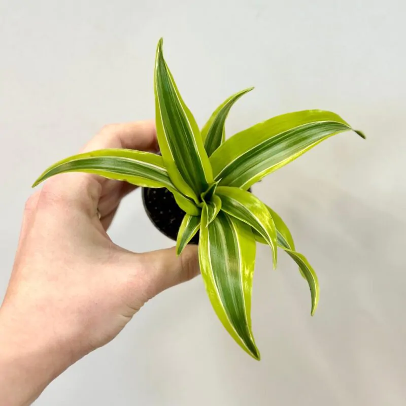 dracaena fragrans Yellow Coast