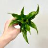 dracaena fragrans Steudneri Green