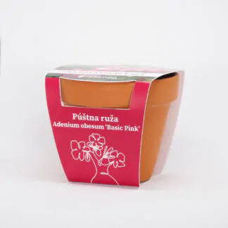 poustni ruze adenium obesum ruzova basic pink pestitelsky set semen pokojovych rostlin