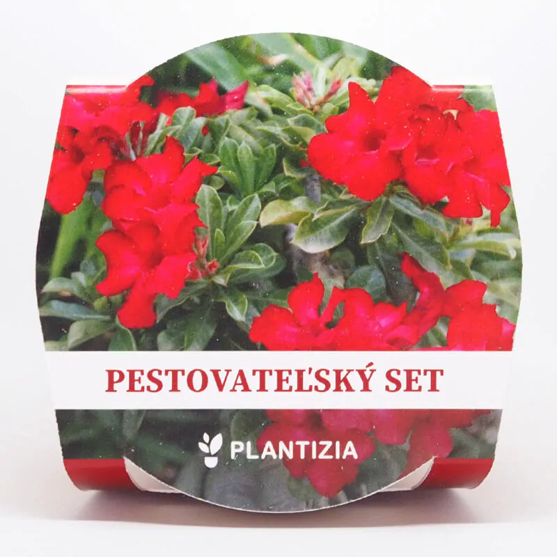 poustni ruze adenium obesum deep red cervena pestitelsky set semen pokojovych rostlin