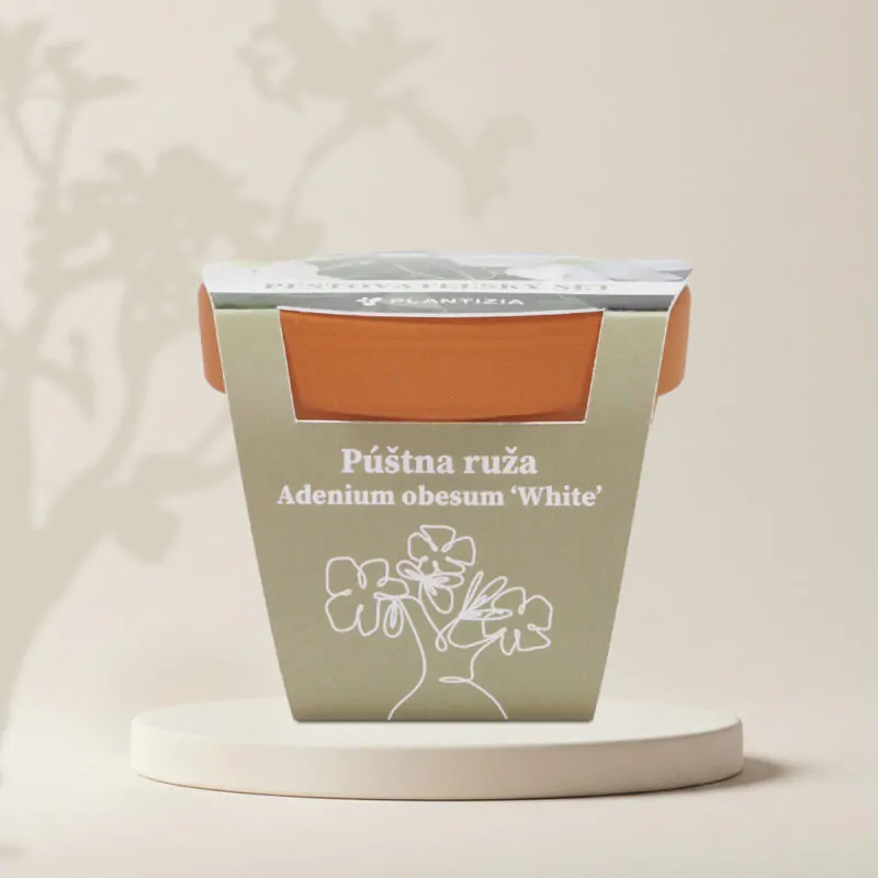 bila poustni ruze adenium obesum white pestitelsky set semen pokojovych rostlin