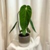 anthurium queremalense