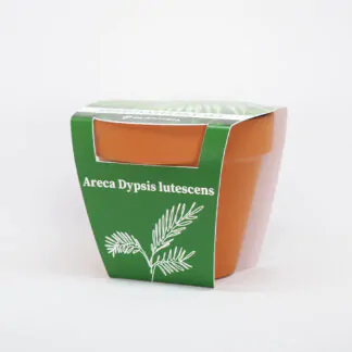 palma areca dypsis lutescens pestitelsky set semen pokojovych rostlin