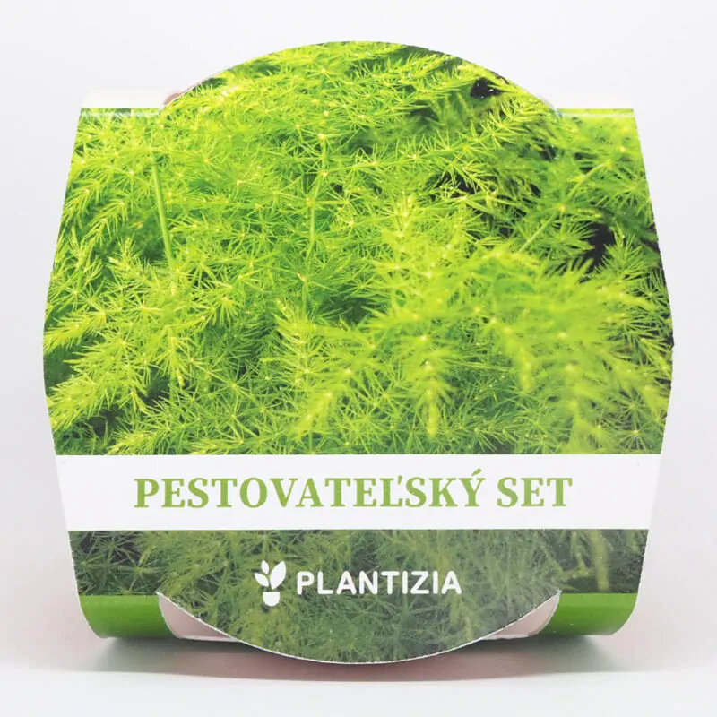 asparagus setaceus plumosus pestitelsky set semen pokojovych rostlin