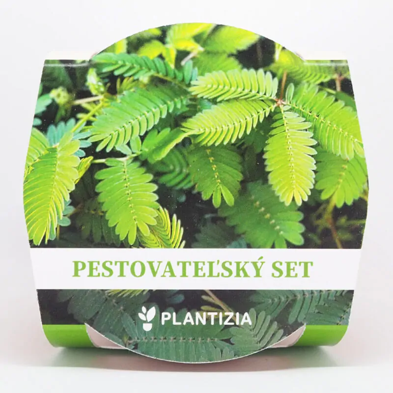 citlivka mimosa pudica pestitelsky set semen pokojovych rostlin