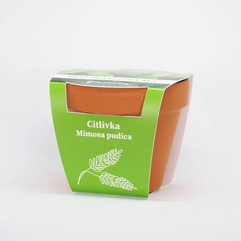 citlivka mimosa pudica pestitelsky set semen pokojovych rostlin