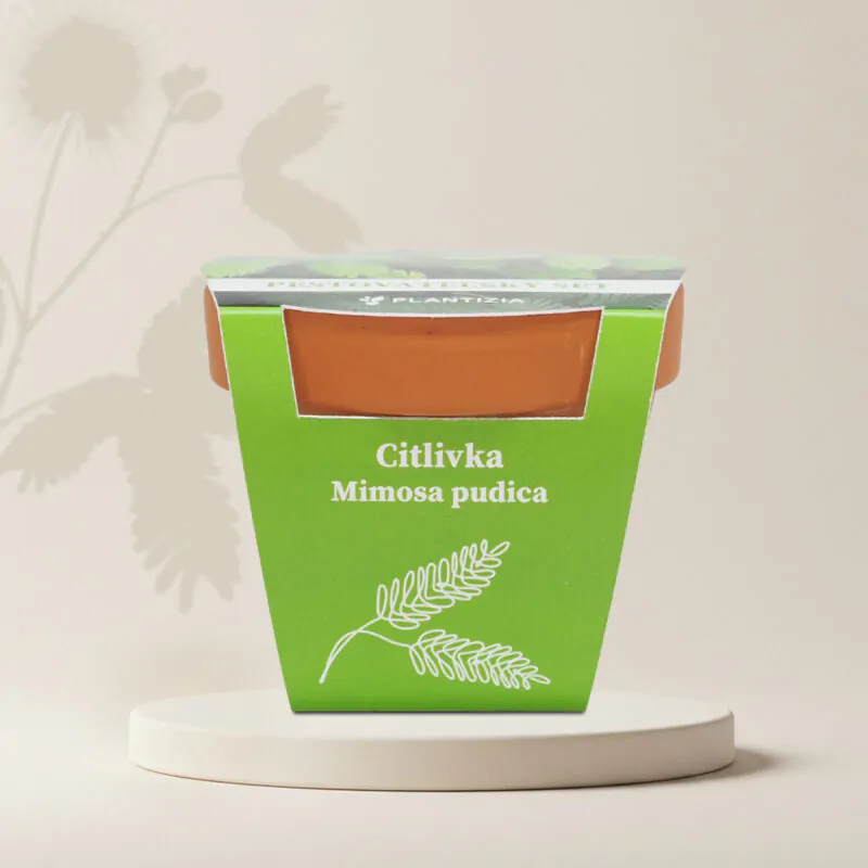 citlivka mimosa pudica pestitelsky set semen pokojovych rostlin
