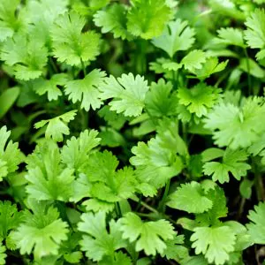 seminka koriandr sety calypso dobra semena bylinka