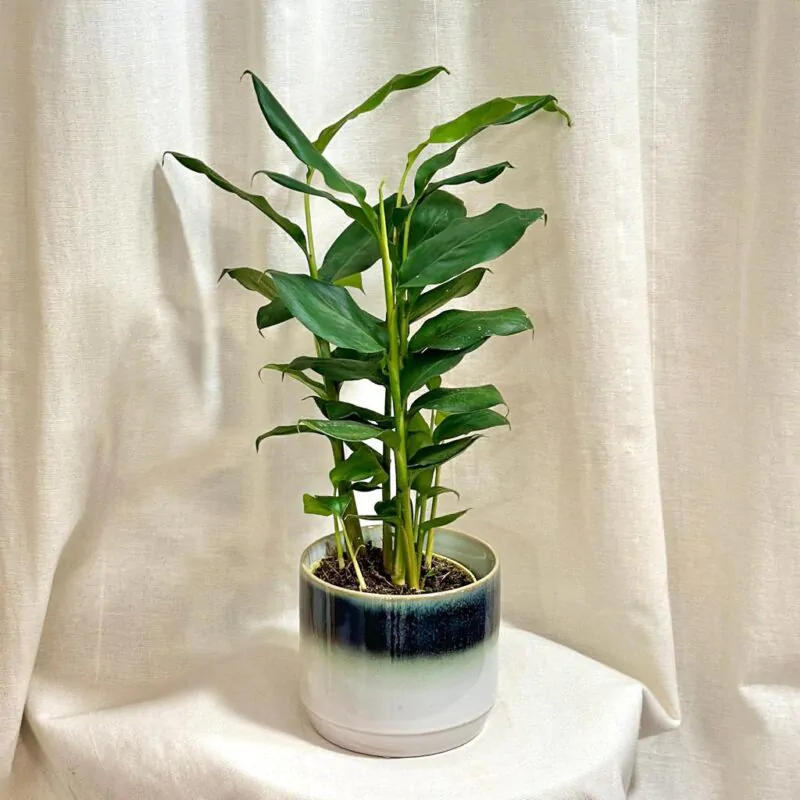 Kardamom obecný / Elettaria cardamomum