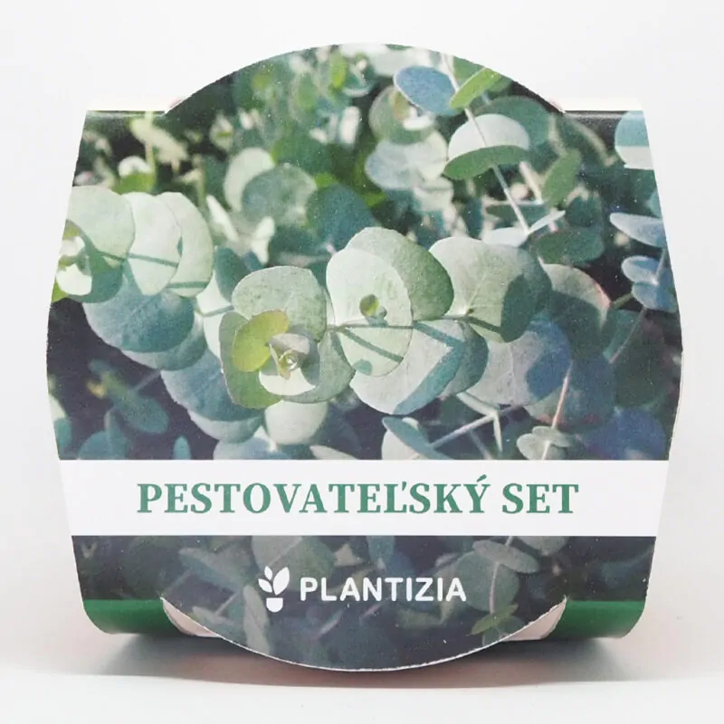 eucalyptus cinerea pestitelsky set semen pokojovych rostlin