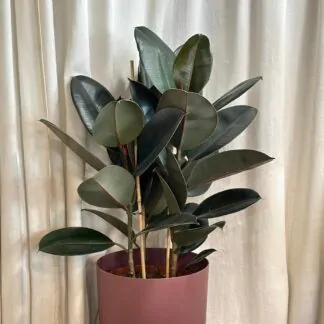 ficus elastica abidjan tristonkovy velky