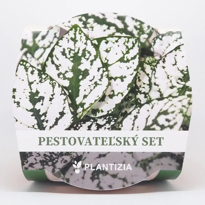 hypoestes bily pestitelsky set semen pokojovych rostlin