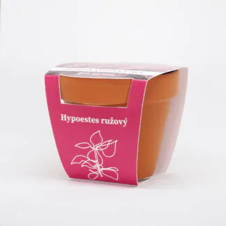 hypoestes ruzovy pestitelsky set semen pokojovych rostlin