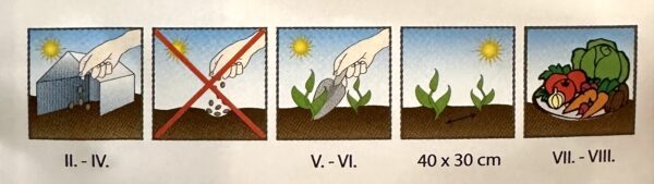 Semínka Levandule lékářská 0,4 g seminka levandule lekarska lavandula angustifolia dobra semena pestovani ze semen