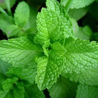 mata bylinka aromaticka ze semen