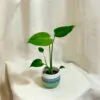 monstera deliciosa baby mala pokojovka pokojova rostlina