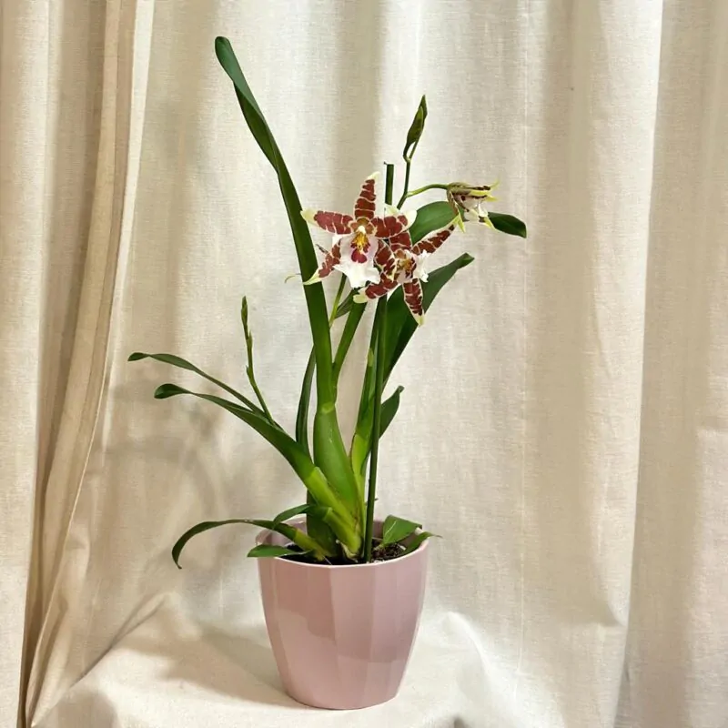 orchidea aliceara kvetouci pokojova rostlina