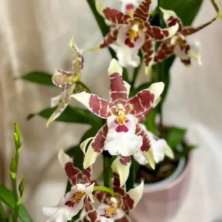orchidea aliceara kvetouci pokojova rostlina
