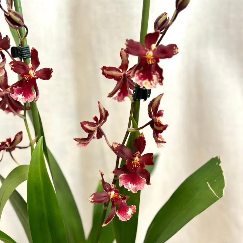 orchidej cambria kvetouci pokojovka