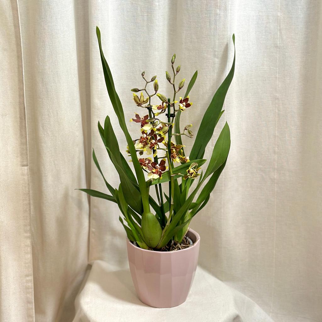 Orchidej Cambria ‘Hot Chocolate’ orchidej cambria kvetouci pokojovka