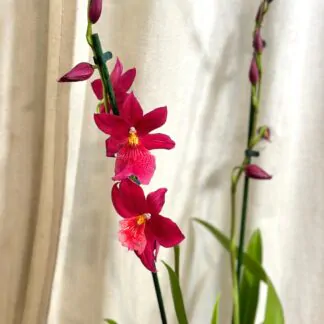 orchidej cambria Nelly Isler kvetouci pokojova rostlina