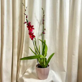 orchidej cambria Nelly Isler kvetouci pokojova rostlina