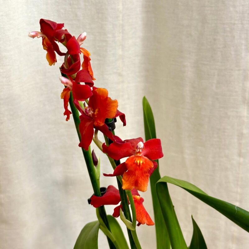 orchidej cambria kvetouci pokojovka
