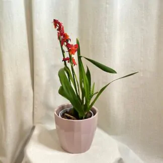 orchidej cambria kvetouci pokojovka