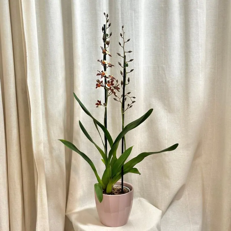 orchidej oncidium kvetouci pokojovka